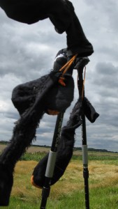 Socks drying in the wind