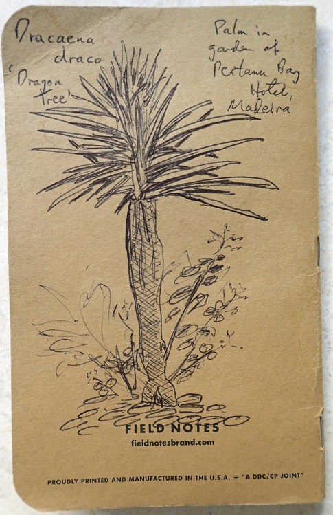 When there is no space left inside, then the cover will do. Dragon tree on Madeira, 2015