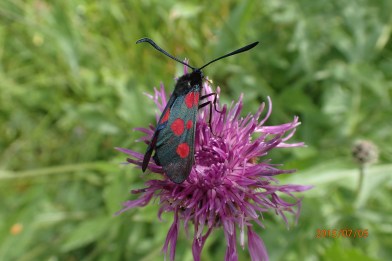 Close up photography is good, colours and sharpness adequate to my needs. North Downs Way, 2015. Taken with Olympus Stylus TG-4 Tough