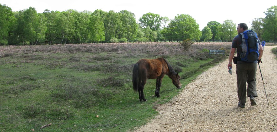 Three Points of the Compass in the New Forest