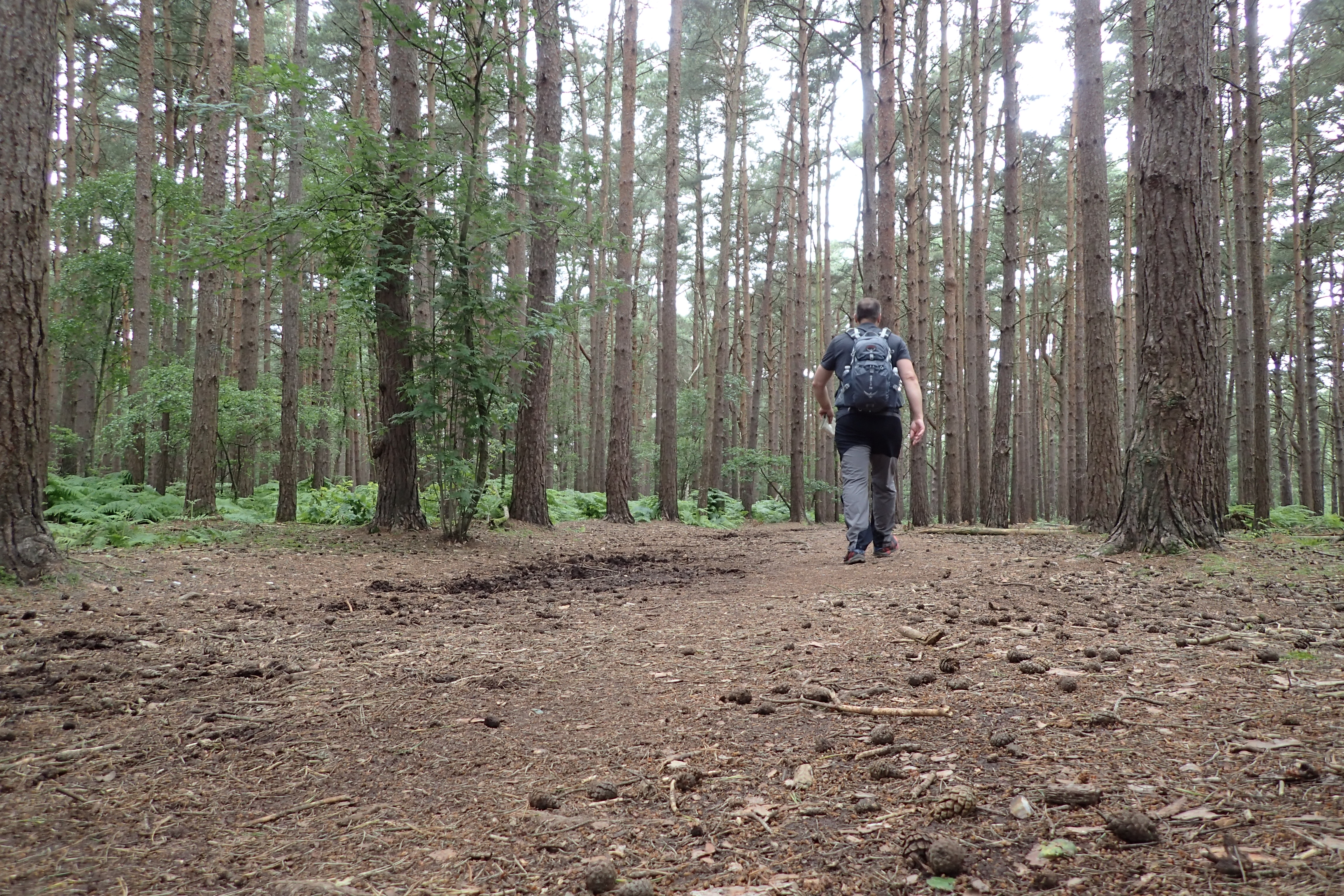 Pine woodlands between West Byfleet and Sunningdale. June 2016