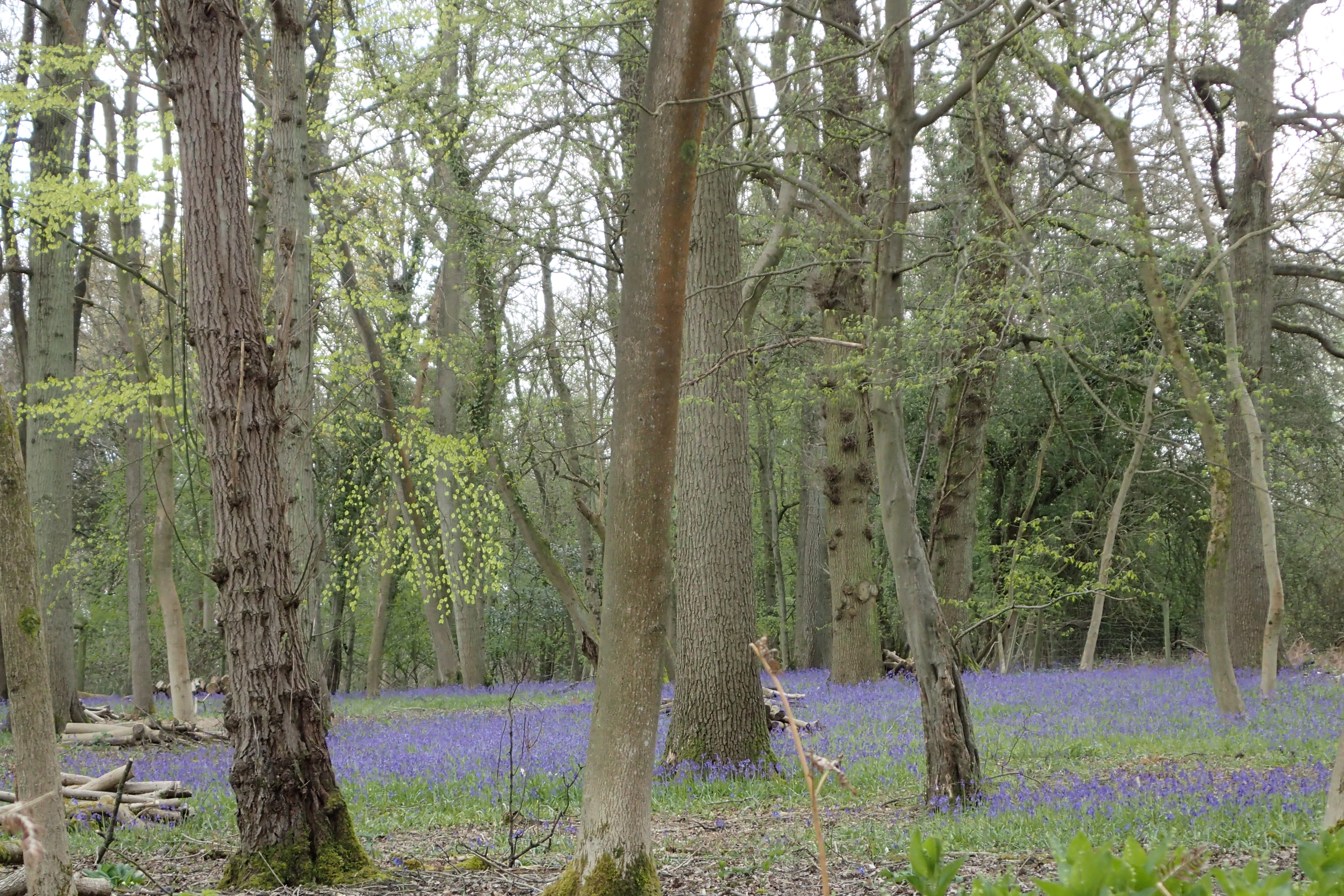 The seasons turn- Bluebell woods on the North Downs Way