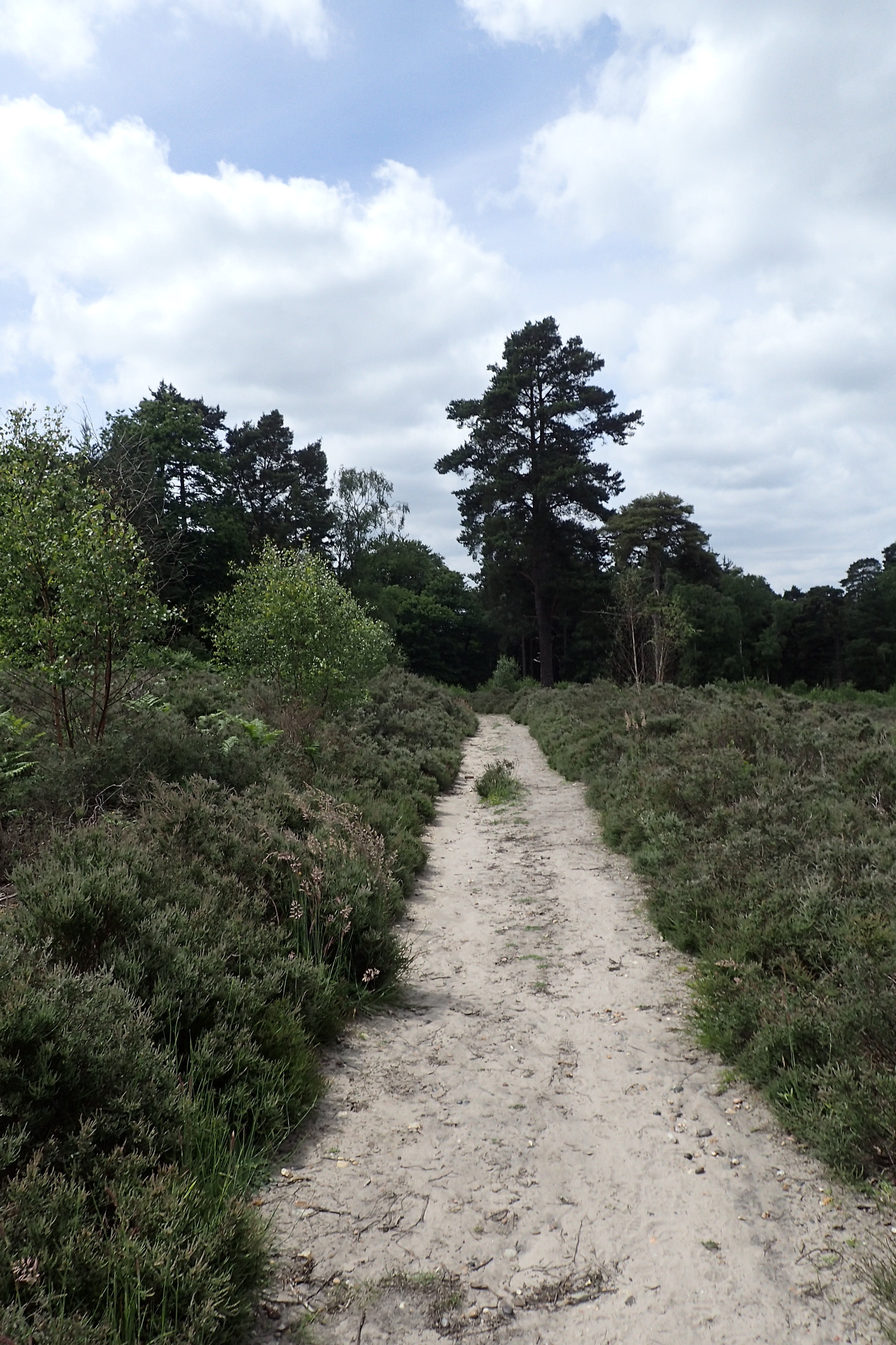 After the ricjh, loamy soils of Kent, the sandy heaths of Surrey were a surprising change
