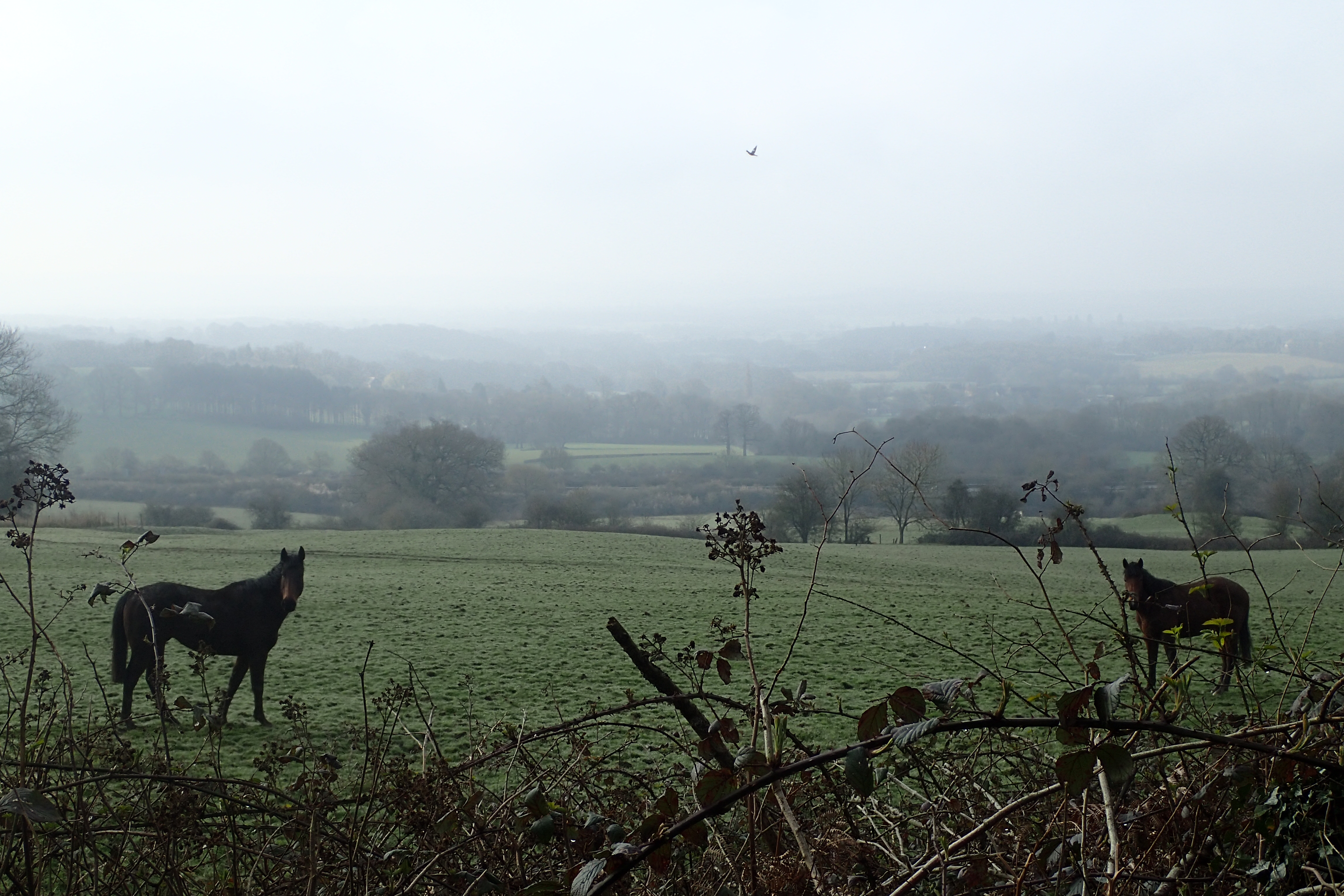 Views from the Greensand Way, just one established trail encountered on my route
