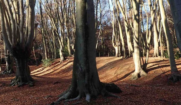 Ambresbury Banks are the remains of an Iron Age hill fort in the lovely Epping Forest, Essex