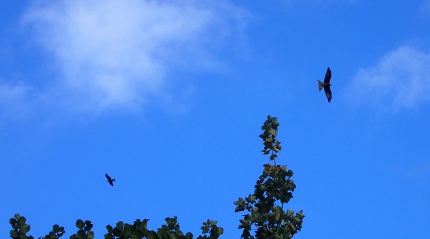 Red Kite (Mivus milvus) wheeled in the air above my head every day, especially through the Chilterns