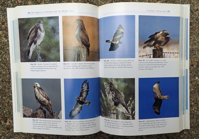 The Raptors of Europe and The Middle East by Dick Forsman is a momentous stepping stone in the publishing of effective field identification guides. Still containing good information on each species, the book is beginning to show its age with the photographs included