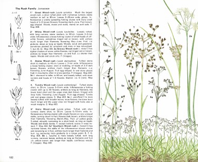 Sample pages from the Collins guide to Grasses, Sedges, Rushes and Ferns