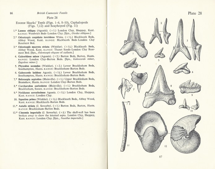 Two pages from British Caenozoic Fossils