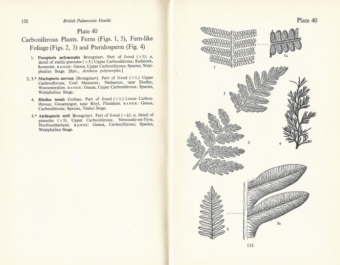 Two pages from British Palaeozoic Fossils