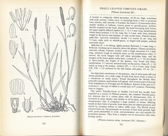 Charles Edward Hubbard specialised in the study of grasses and became Deputy Director of the Royal Botanic Garden, Kew. His Grasses volume has been the standard reference work for decades