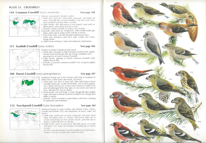 Pages from the Helm Finches & Sparrows identification guide. A look at this plate and it takes me right back to the hours I spent in Bedgebury Pinetum looking for the lone Scottish Crossbill in a roaming flock of Common Crossbills