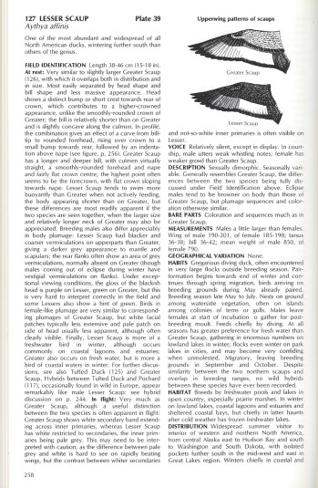 A page from the Wildfowl volume