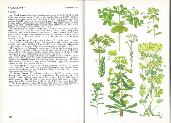 Nailing down just a few of those strange, green flowered, Spurges with the Francis Rose Wild Flower Key