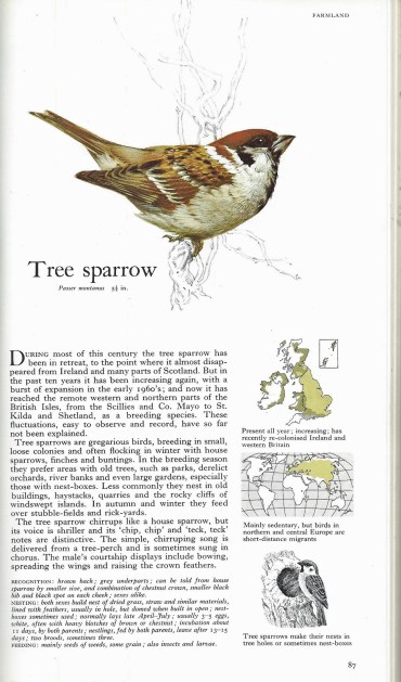 A page from the AA/Readers Digest book- The Birds of Britain