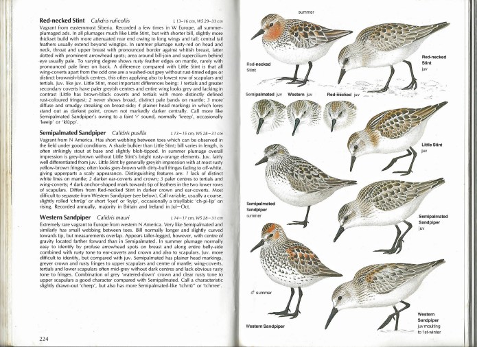 In his foreword to Birds of Europe, Lars Jonsson records that when he was working on illustrations for a birds of sea and coast volume, there were no pictures of juvenile waders in the available field guides. His subsequent volumes went on to address that shortfall