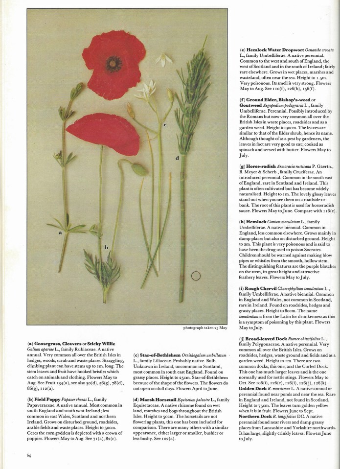 Roger Phillips illustrates his flowers in chronological flowering order, includes both English and botanical names, also a little background is included. See what he is included for this small group