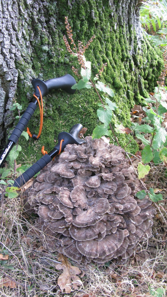 Many zoned Polypore (Coriolus versicolor) on the North Downs Way
