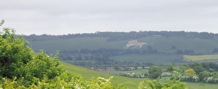 Reaching Ivinghoe Beacon on my final day on the Ridgeway, over my right shoulder could be seen the huge figure of the Whipsnade White Lion