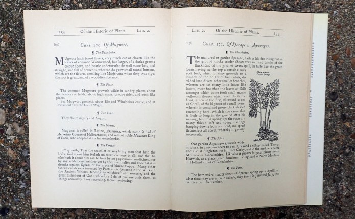 'That the traveller or wayfaring man that hathe the herb tied about him felleth no wearisomnesse at all; and that he who hathe it about him can be hurt by no poysonsome medicines, nor by any wilde beast, neither yet by the Sun it selfe'- dubious advice from Gerard