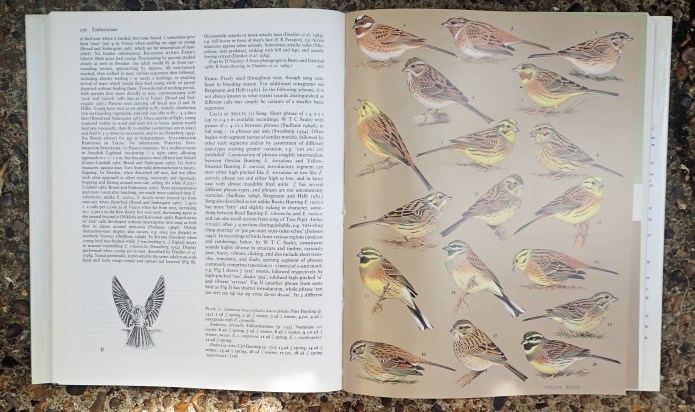 Pages from Birds of the Western Palearctic, Volume IX Buntings and New World Warblers