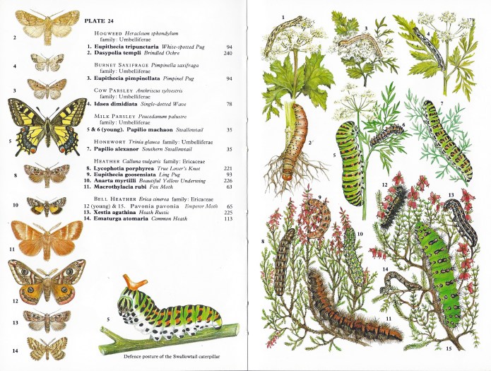 Collins Field Guide to Caterpillars is, I believe, the only field guide that groups caterpillars by their food plant, so a little knowledge on flora is useful