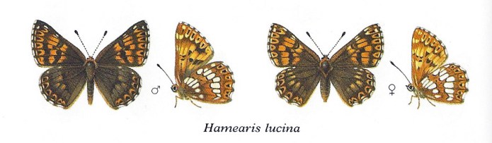 Sample from Collins Field Guide to Butterflies, artist and illustrator has caught one of the first stand out facts I learnt on a trip out with the Kent Field Club a decade ago- the lovely male Duke of Burgundy butterfly differs from the female in that it has only four functional legs, having greatly reduced forelegs