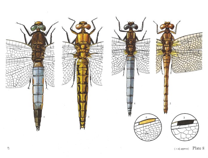 The colour plates by C.O. Hammond are expertly and precisely drawn. He made a lifetime study of British dragonflies