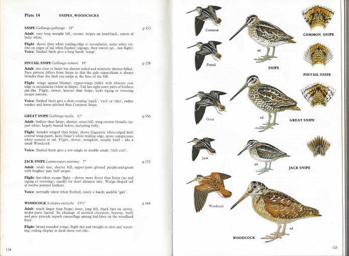 Detail from A Field Guide to the Waders of Britain and Europe. Phillip Burton is a skilled illustrator