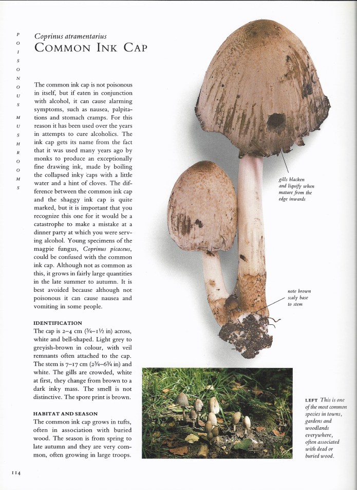 Peter Jordan includes just the necessary detail, a requirement in such a large format, user friendly volume