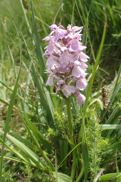Southern marsh-orchid (Dactylorhiza praetermissa), seen by Three Points of the Compass on the London Countryway