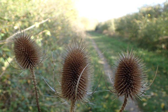 Autumn on the trail meant that temperatures varied from close to freezing to into the 20's. A variety of clothing is necessary for such a range that could have ranged still further. My spring/summer walk in 2018 will present a similar problem