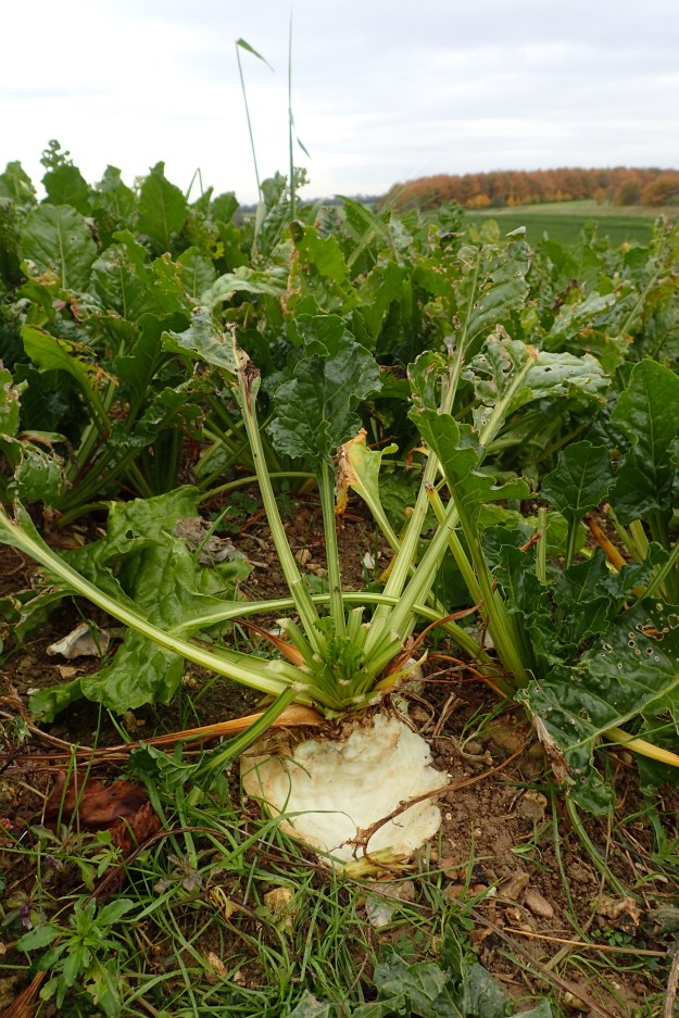 The damage caused to crops from raiding deer was only too apparent. It would make me weep as a farmer