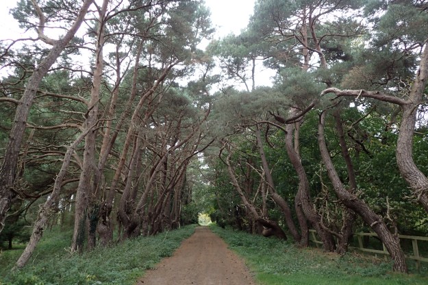 Avenues of Pine welcomed me into the Brecklands