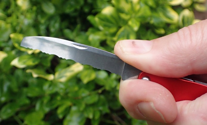 Left side of knife in use, serrated blade is chisel cut