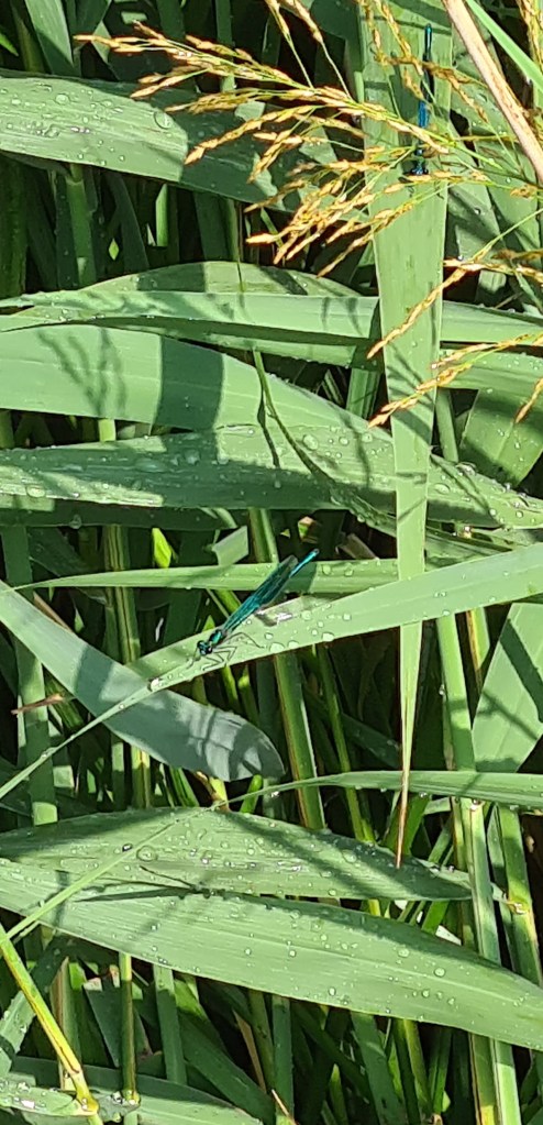 Banded Demoiselle (Calopteryx splendens)
