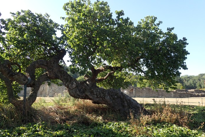 James I attempted to start up an English silk industry and ordered that 10 000 mulberry trees be planted, their leaves being the food of the silkworm. Unfortunately the trees planted were Black Mulberry (Morus nigra) and silkworms feed on the leaves of the White Mulberry (Morus alba). This single mulberry is believed to be a descendant of those trees