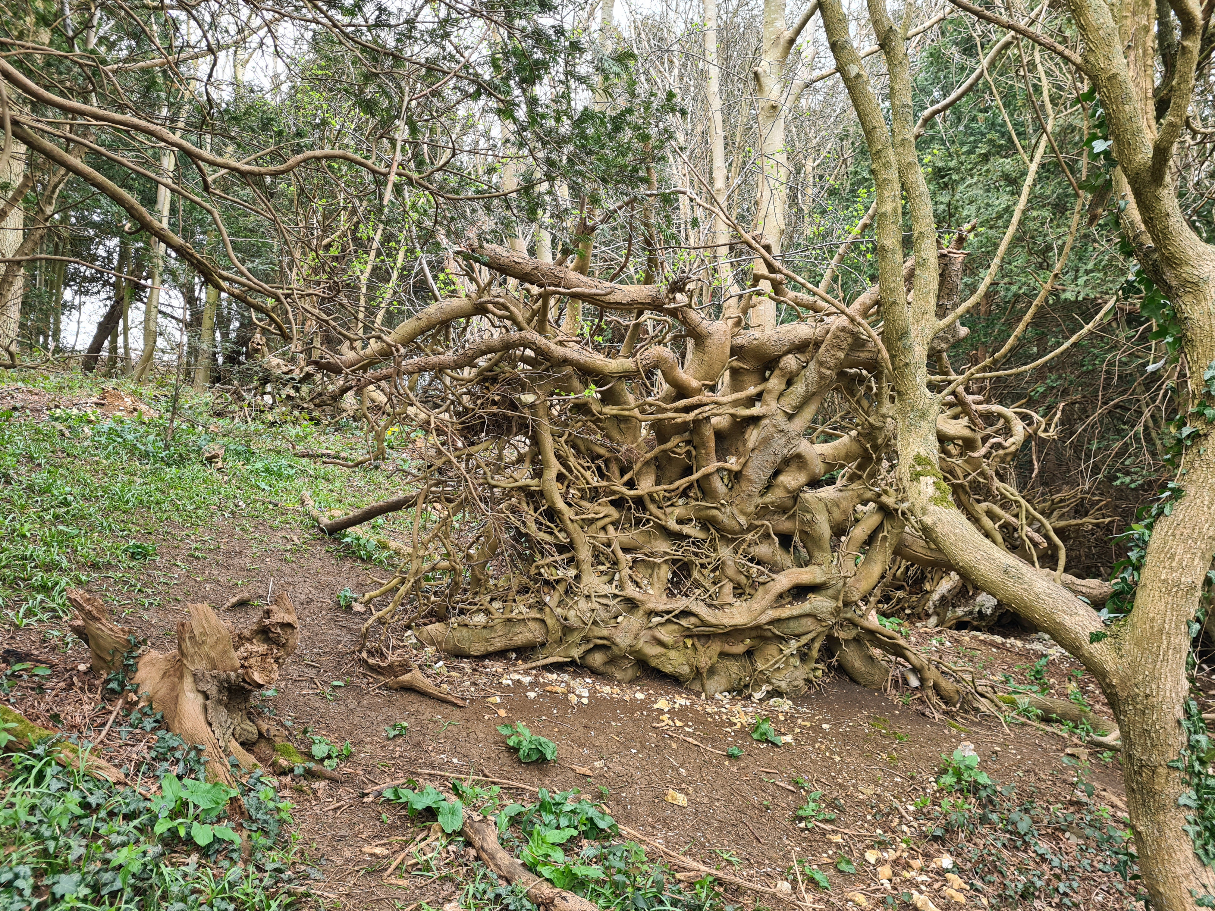 One tree that is definitely down
