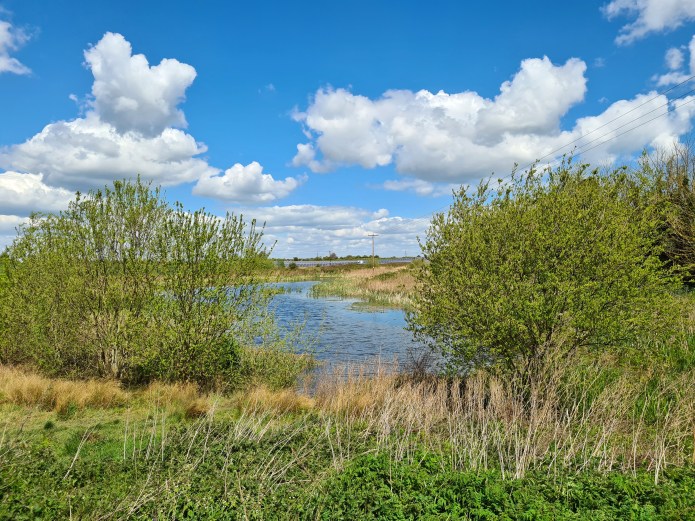 Just a few remnants of the old marshland survive today. Spring fed pond fringed by reeds. Solar farm beyond suggests the future direction of these fields