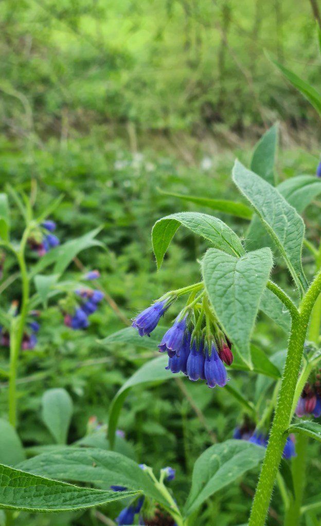 Comfrey