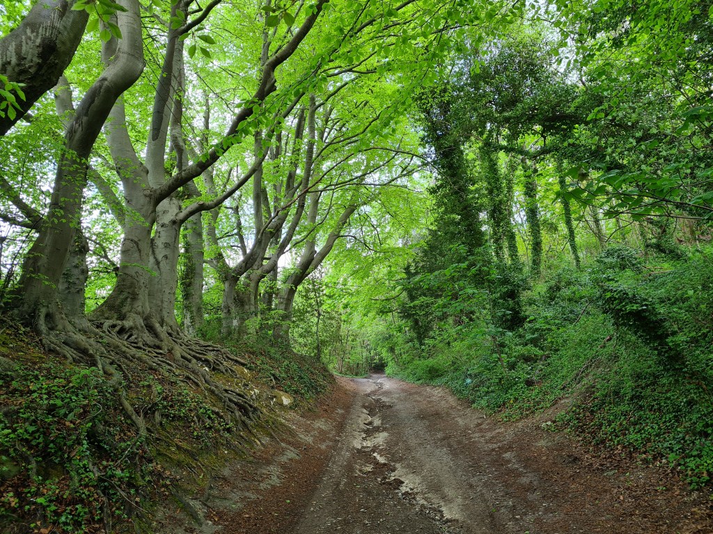 Climbing through ancient sunken lane to join the North Downs Way at the top
