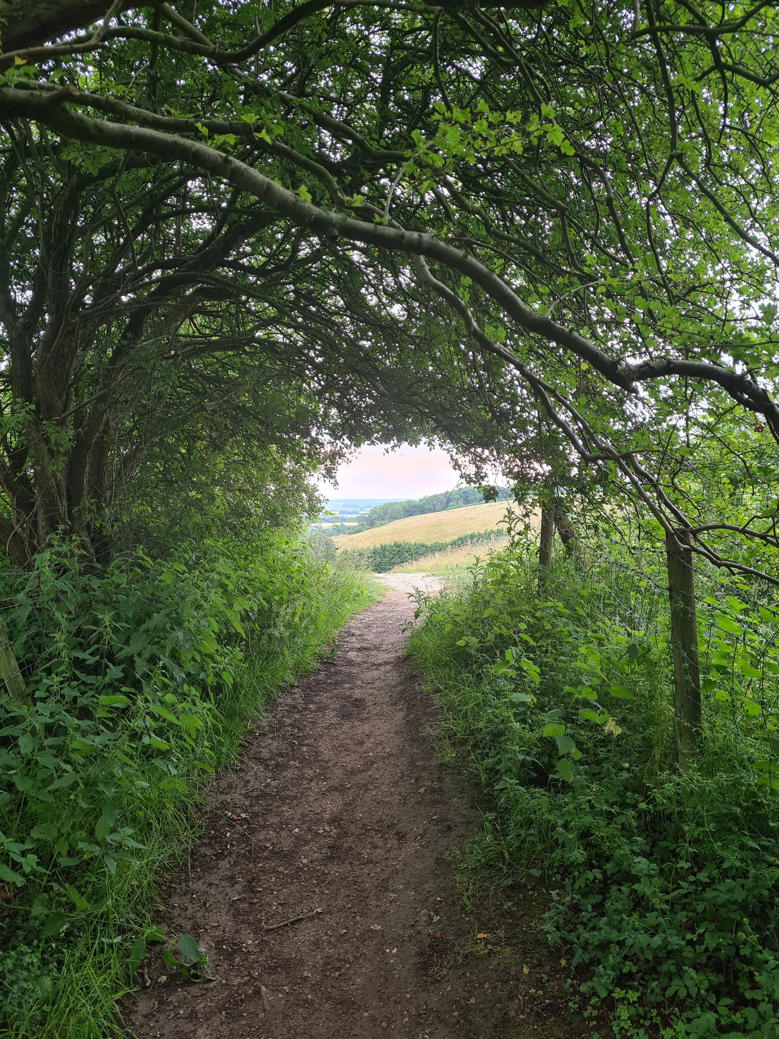 Woodland walking opens up