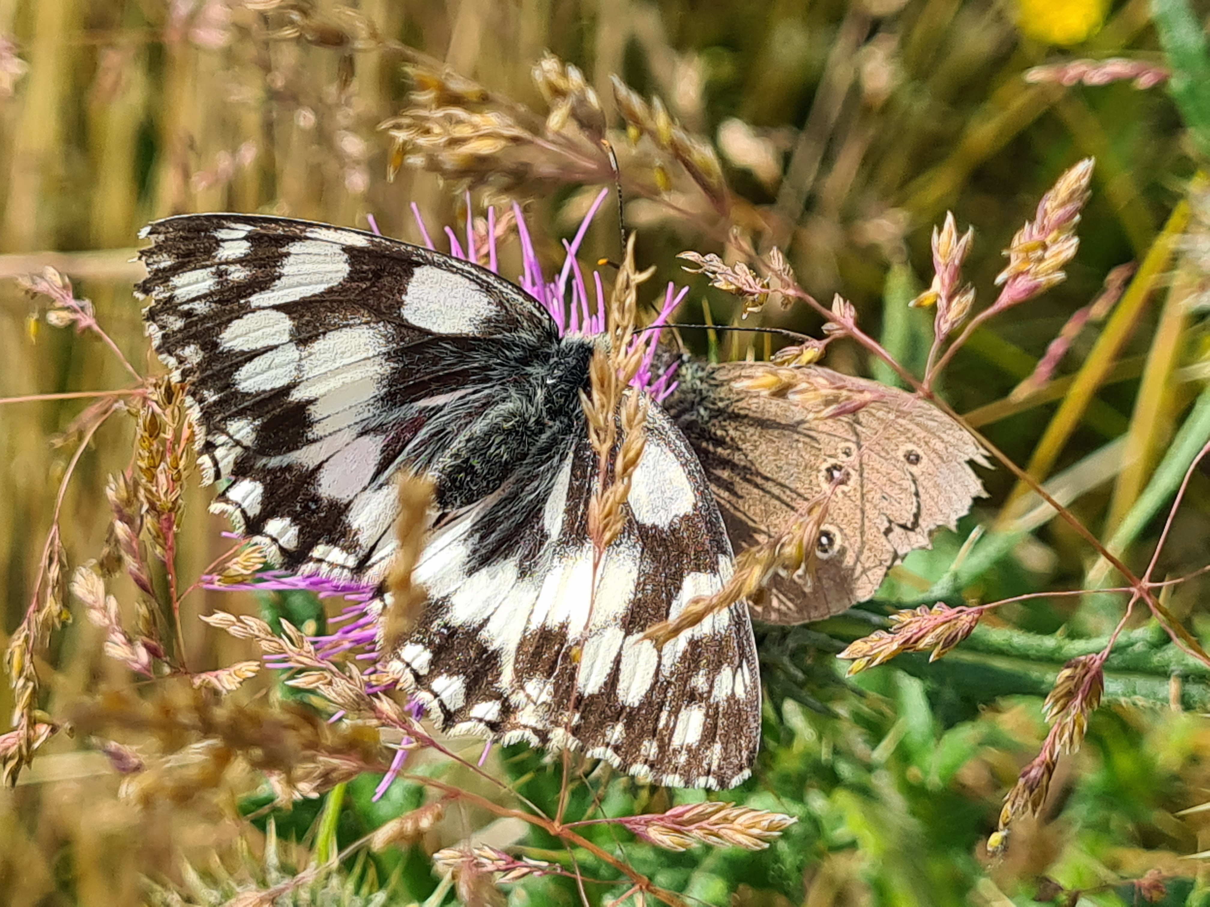 Marbled White