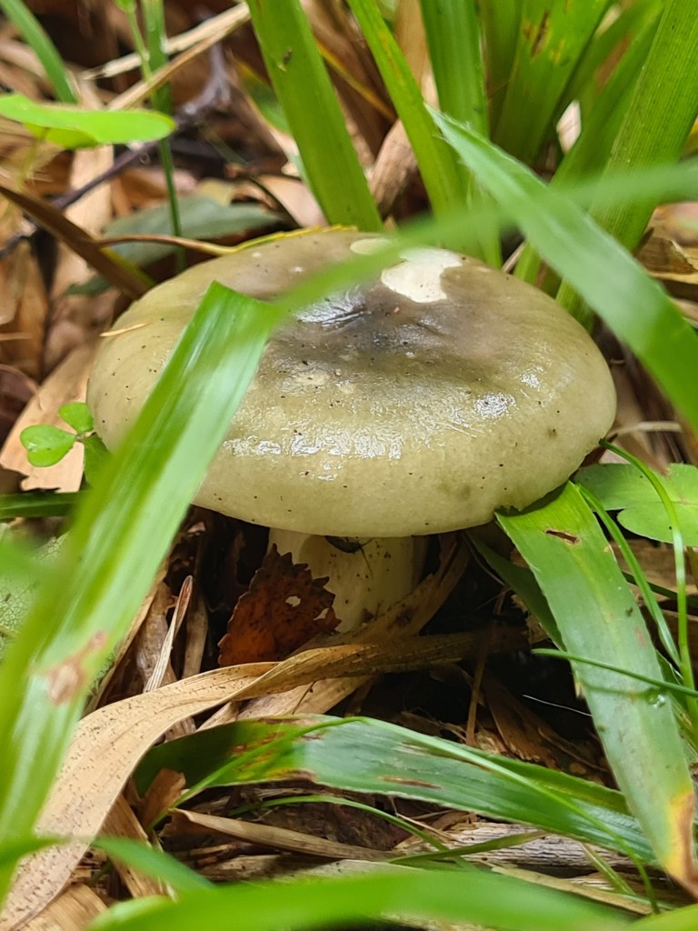 Funghi