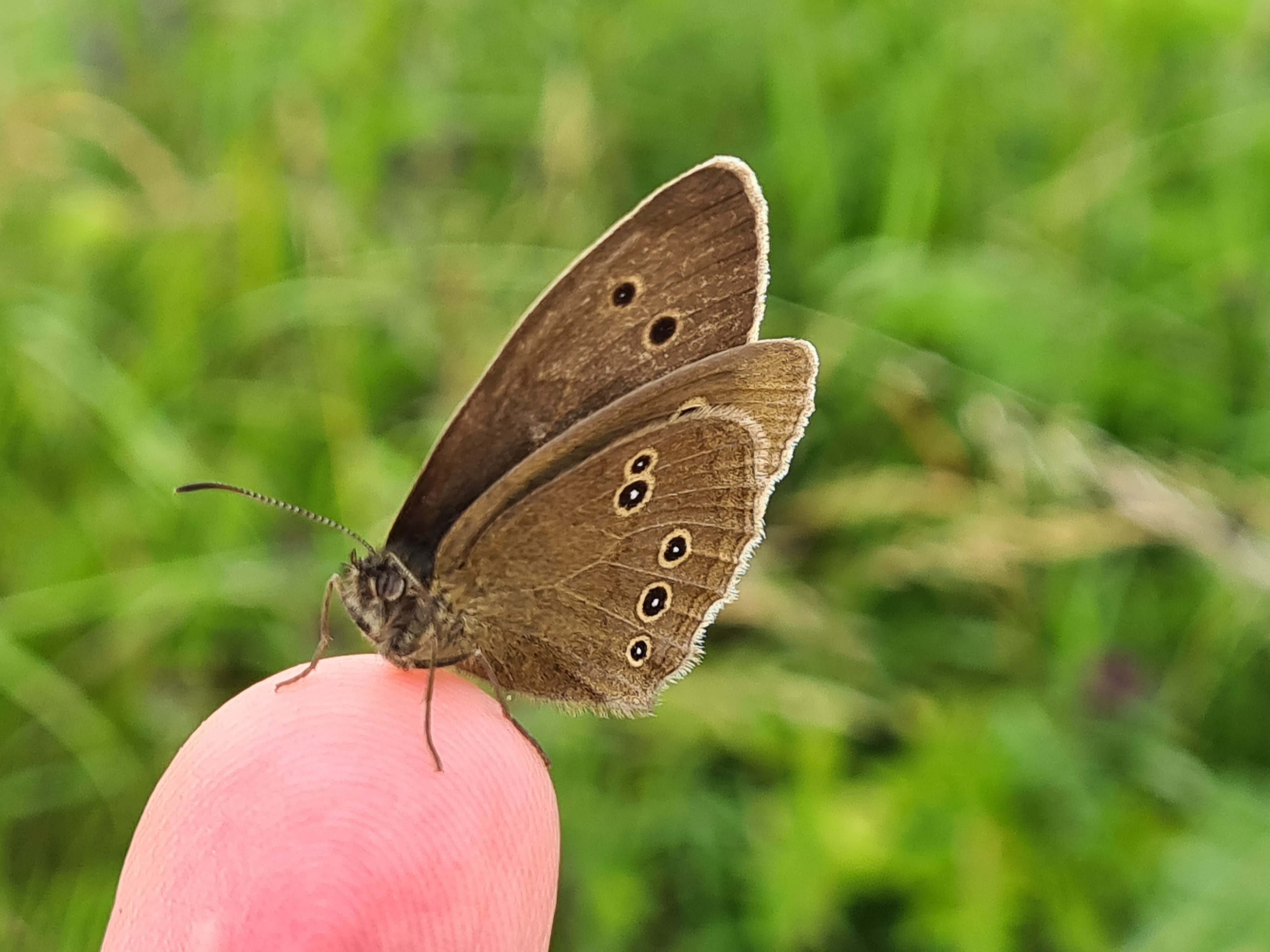 Ringlet, Anthantopus hyperantus