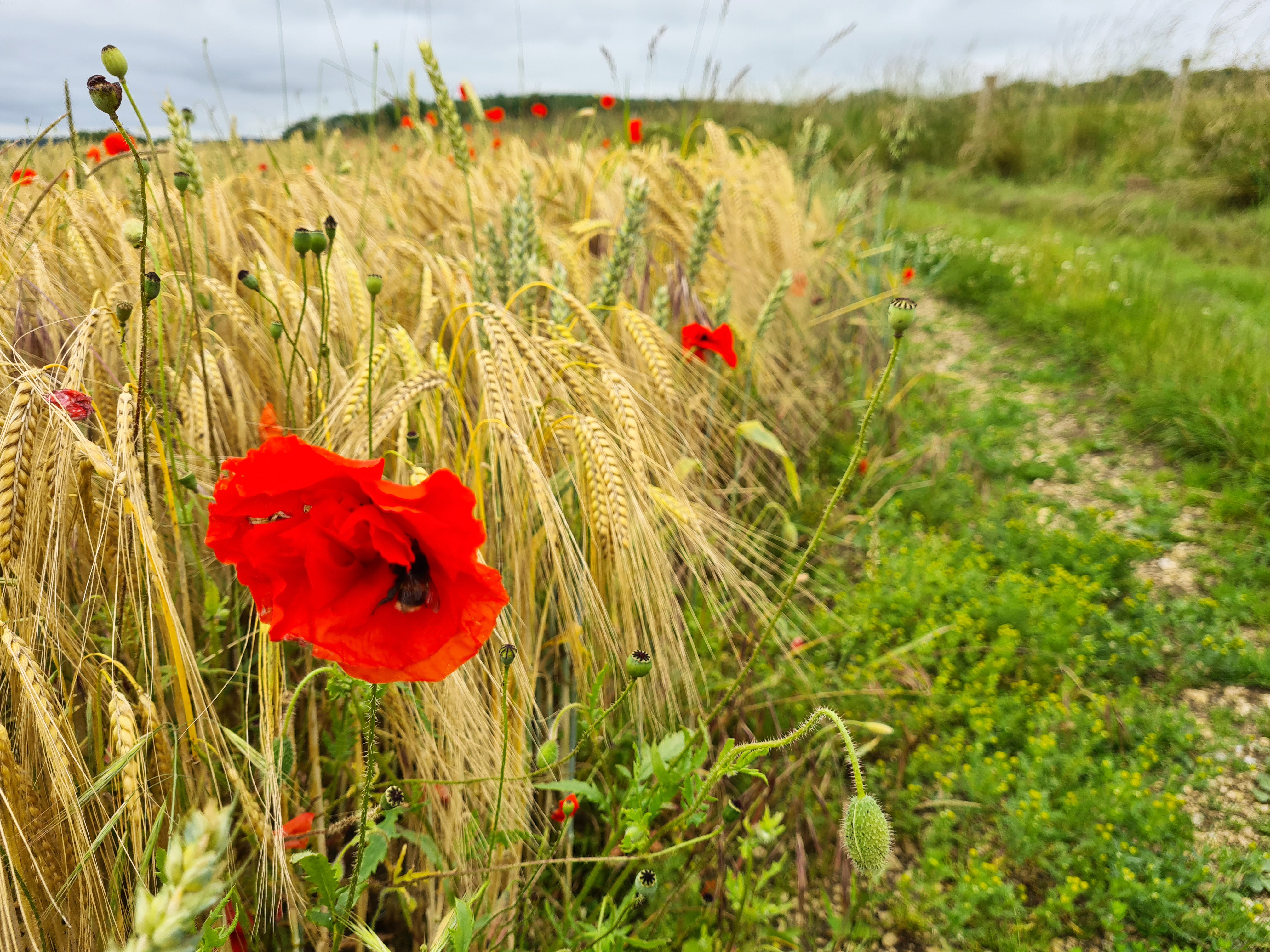 Poppys and Bees