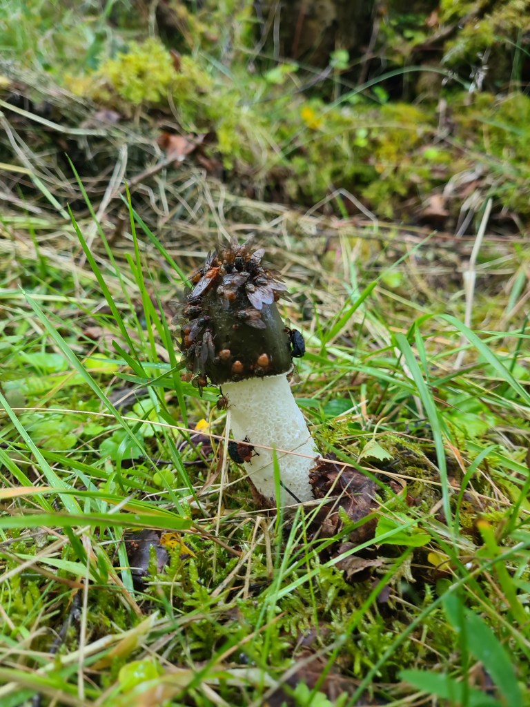 Stinkhorn