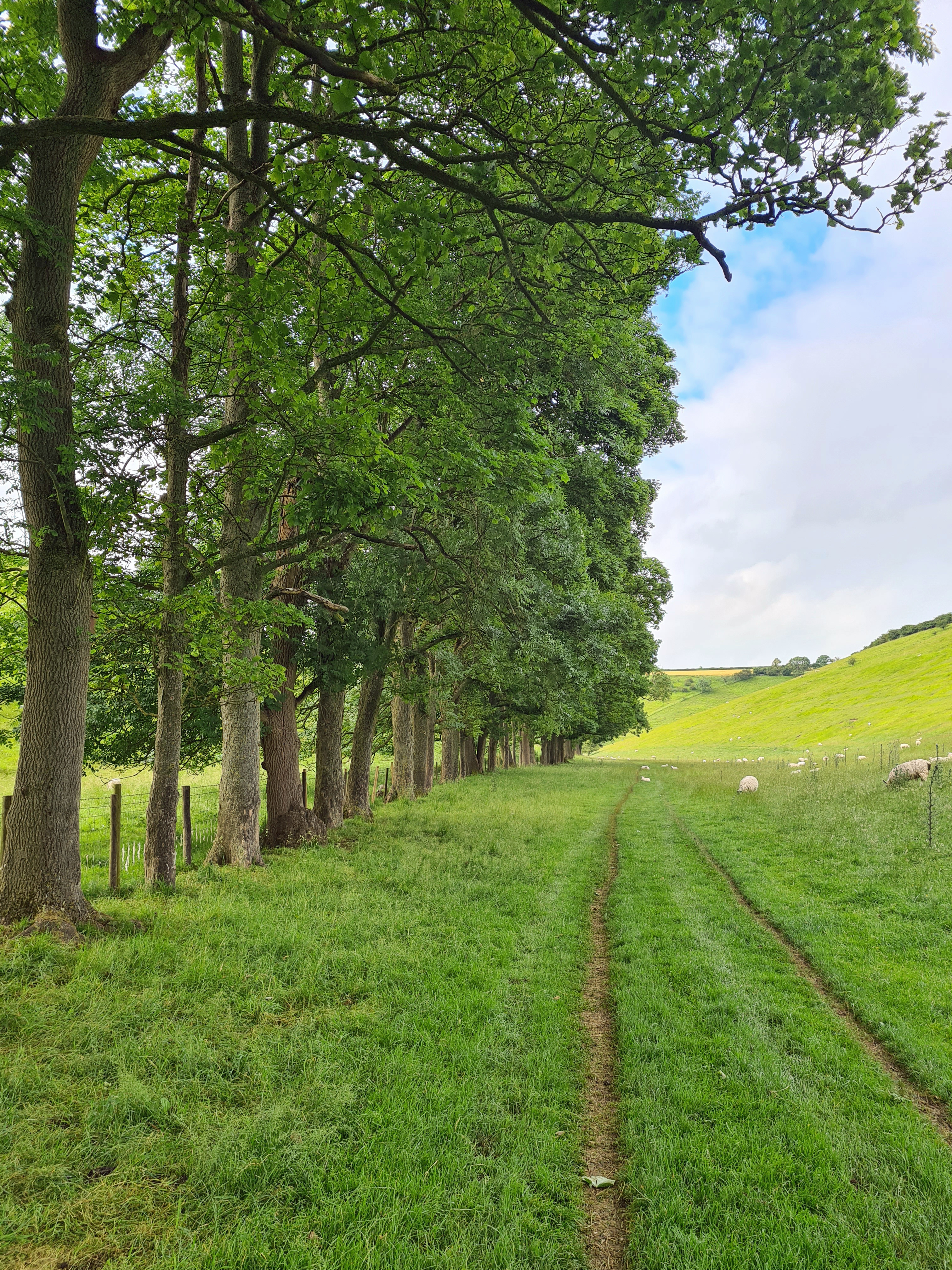 tree lined valley bottom