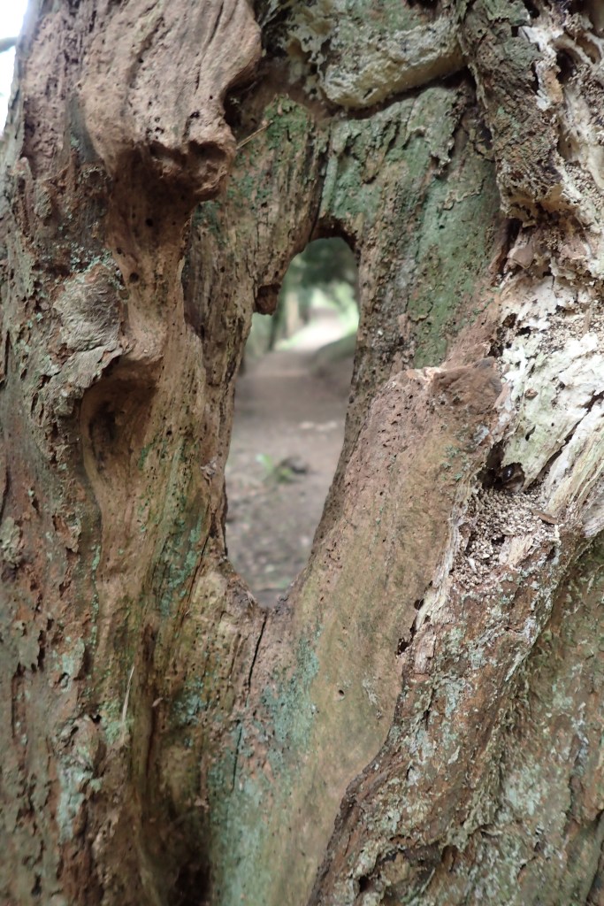 An eye on the path- view through hollowed out yew. The London Countryway