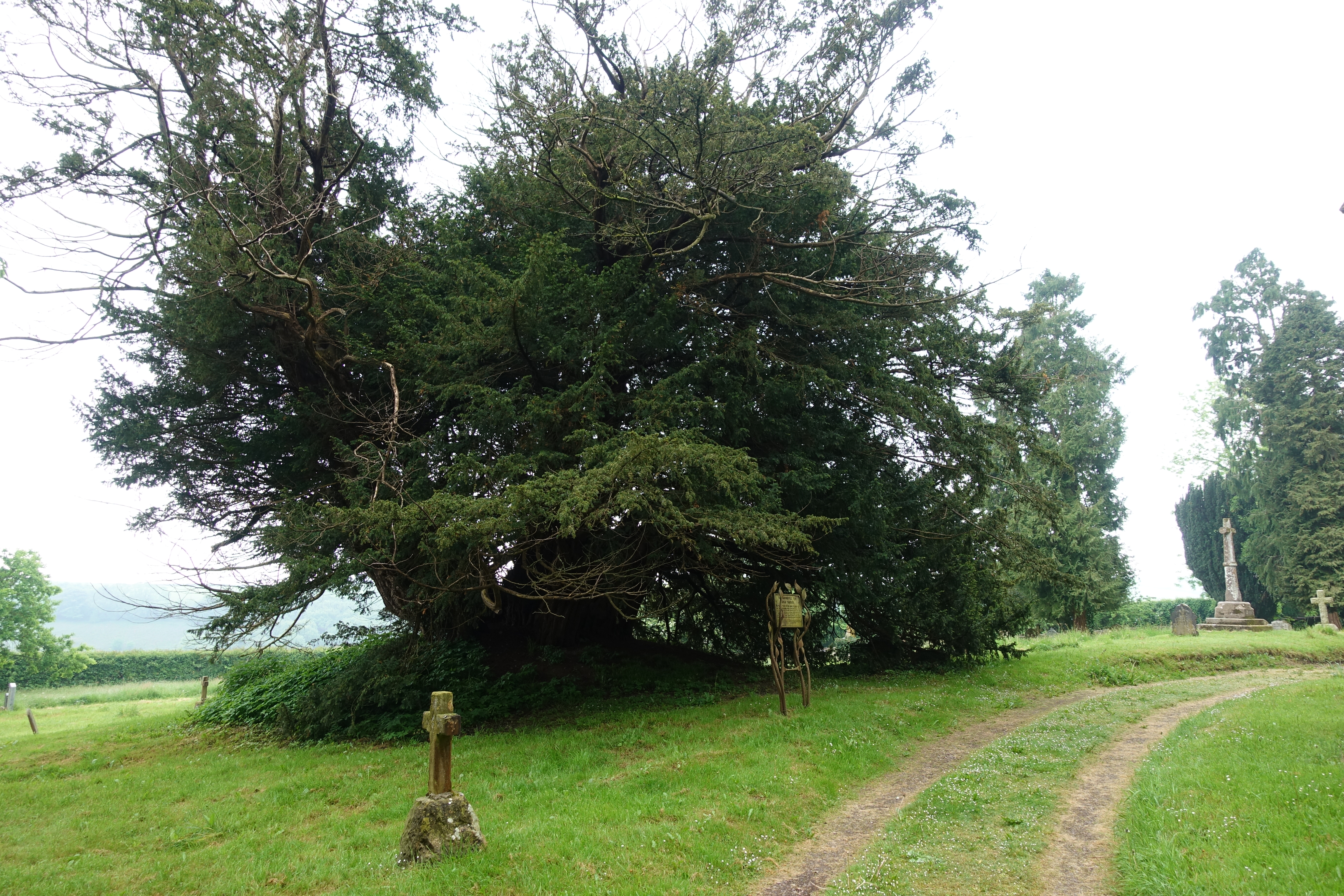 The Ashbrittle Yew. Over 3000 years old